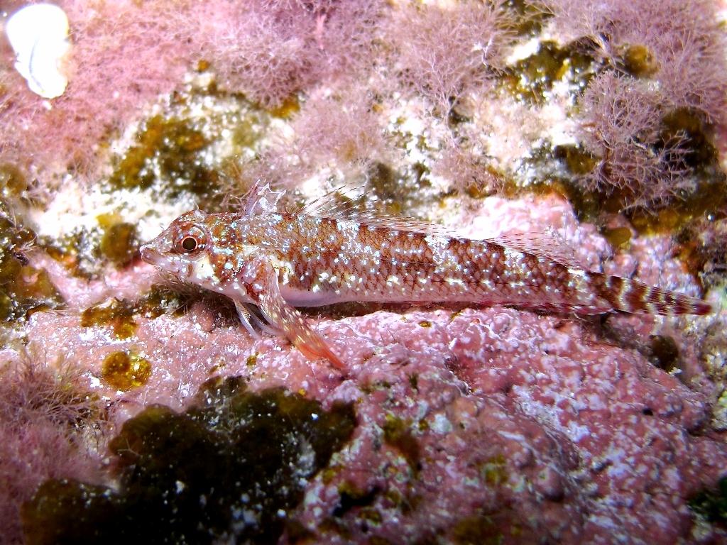 Tripterygion tartessicum(Carreras-C.,Pascual,Macpherson2007)